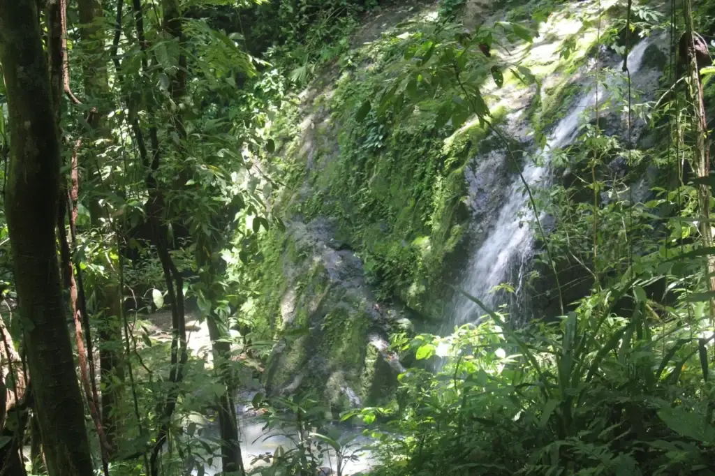 IMG\_8862 lush jungle waterfall in Peru