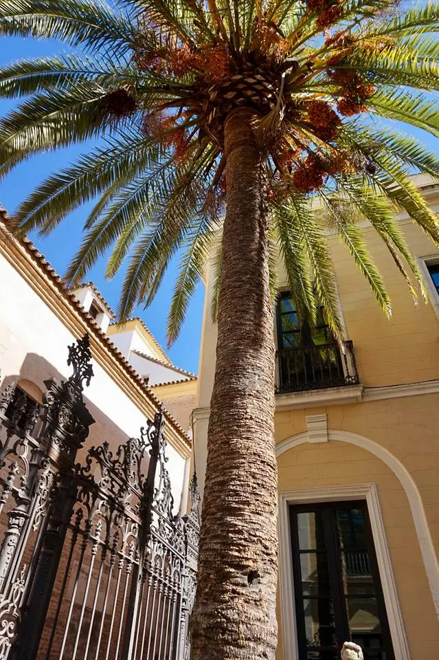 Palm tree in Cordoba courtyard surrounded by historic Spanish buildings
